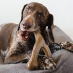 dog chew toy - Image 2