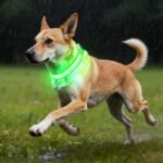 Multicolored glowing dog collar - Image 2